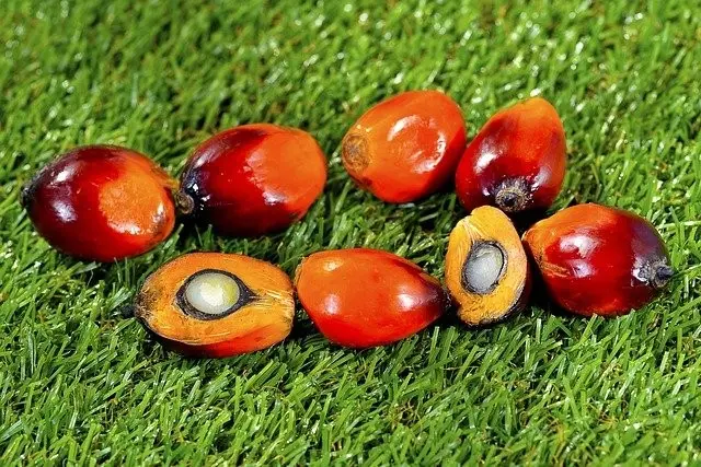 Fruto de la palma Elaeis