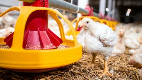 Alimentación para aves destinadas a consumo humano