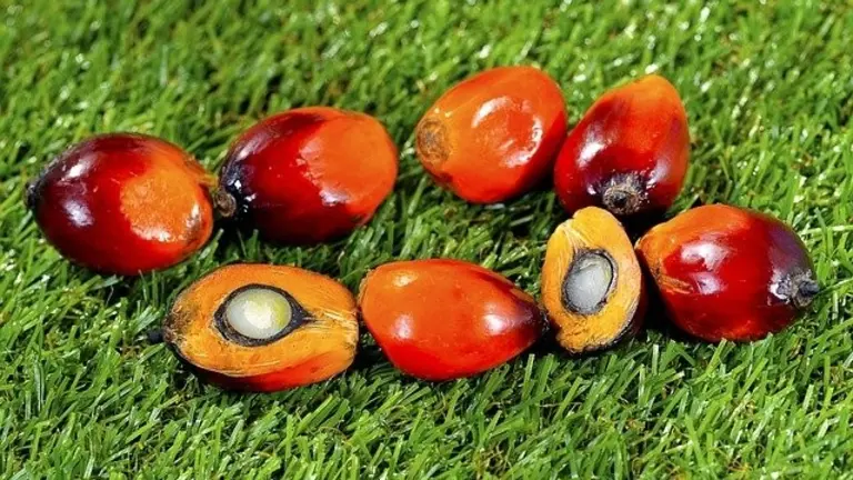 Fruto de la palma Elaeis